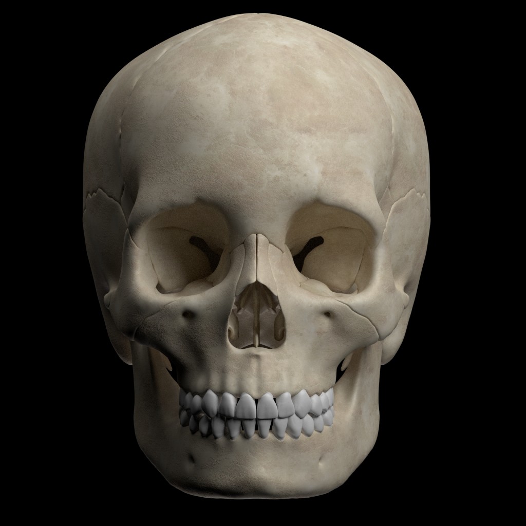Hight quality  skull  preview image 1